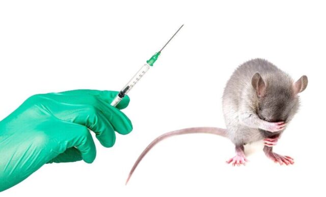 Ratas paraguayas y vacunas en Miami